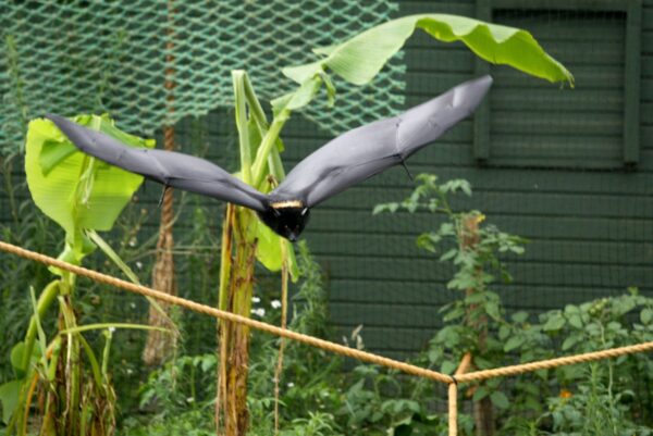 Bristol Zoo Bat Enclosure