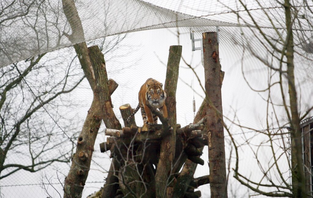 London Zoo Tiger Enclosure