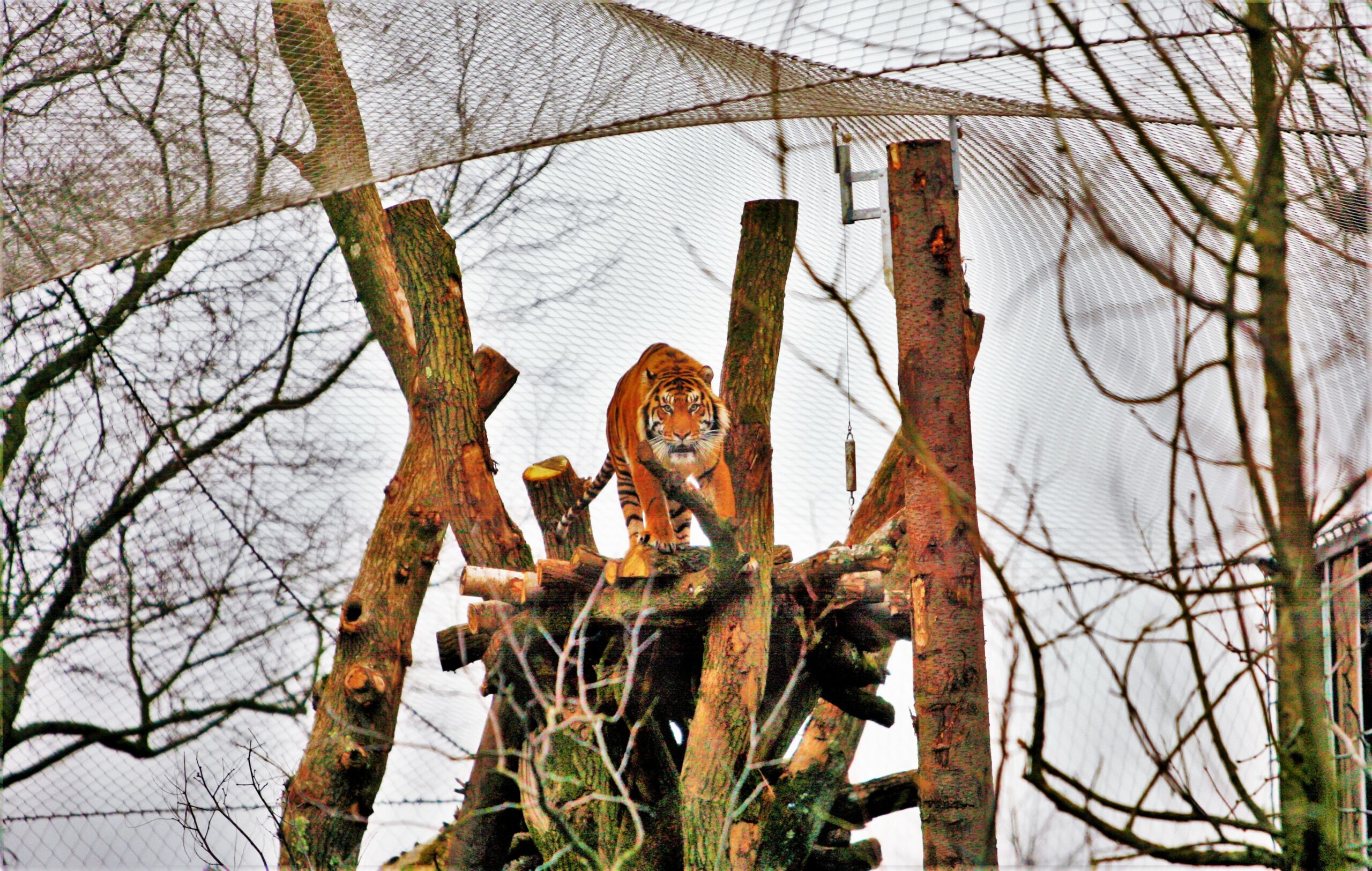 Zoo Canopies Fabric Structures For Zoos Base Structures