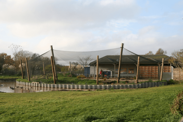 Slimbridge WWT